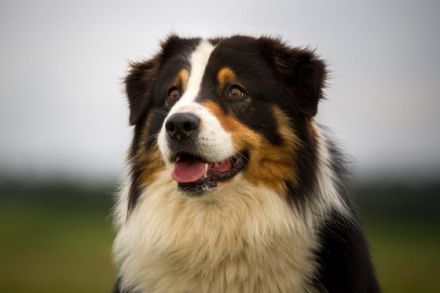 Haidriver´s Black Point