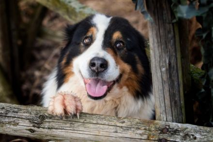 Haidriver´s Black Point