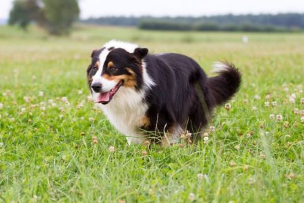 Haidriver´s Black Point