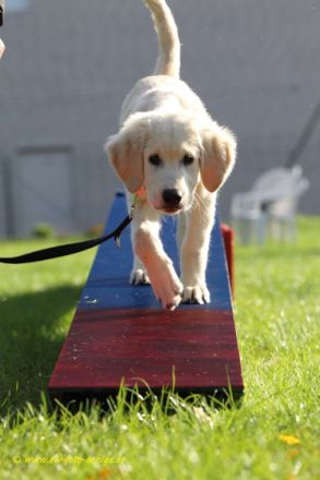 Hundezentrum-Waltrop