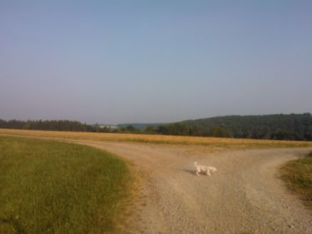 Kleinhundepension "wie zu Hause"