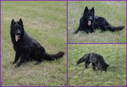 GENARO VOM HEILIGEN GRAHL