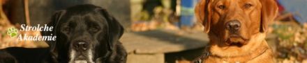 Strolche-Akademie - Hundeschule Borken - Weseke