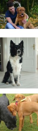 Strolche-Akademie - Hundeschule Borken - Weseke