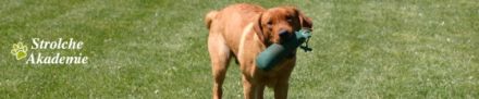 Strolche-Akademie - Hundeschule Borken - Weseke