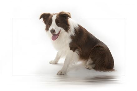 A Red Revenge V Benvenidas Joy