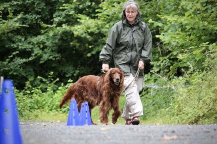 Canes sani - Gesunde Hunde - Ihre Tierheilpraktikerin in der Nähe von Lüneburg und Lauenburg