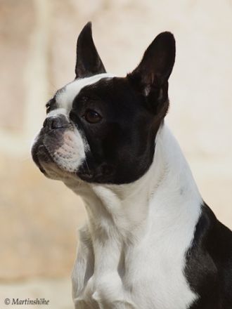 von der Martinshöhe