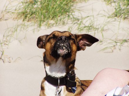 Tierpsychologin Doris Lapiz