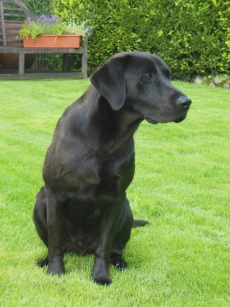 Eddy vom Lohner Brook VDH / FCI