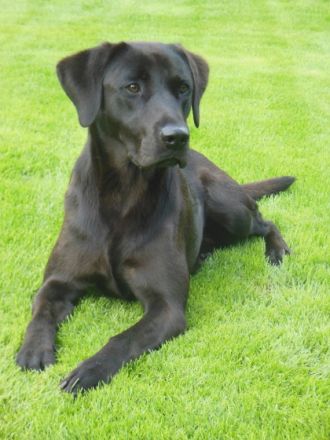 Eddy vom Lohner Brook VDH / FCI