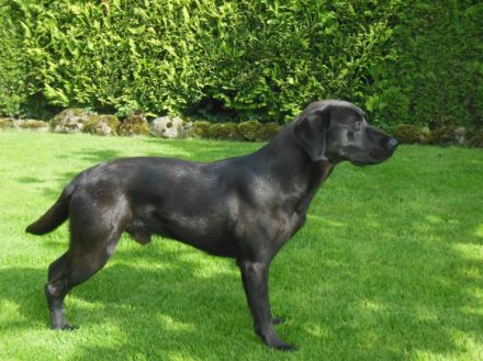 Eddy vom Lohner Brook VDH / FCI