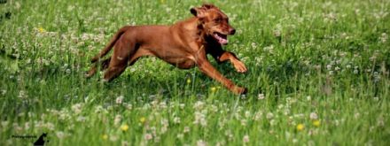 Trail and Learn Hundetraining