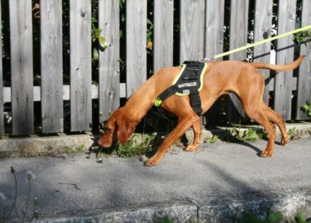 Trail and Learn Hundetraining