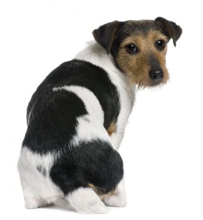 Vetherapy- Tierheilpraxis Jennifer Liebmann