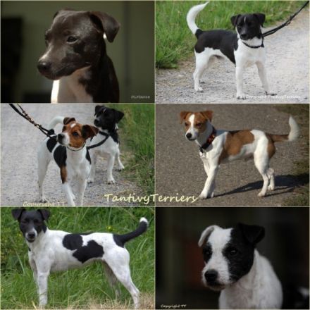 of Tantivy Terriers