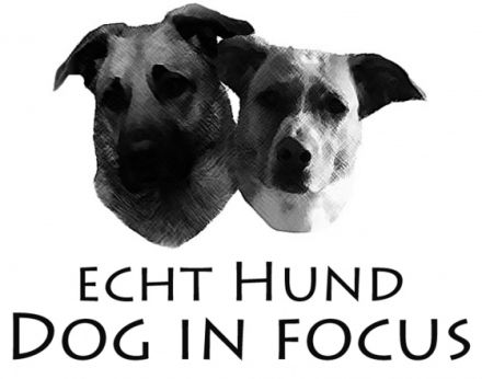 Echt Hund Dog in focus