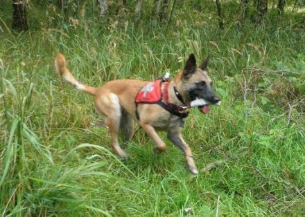 Rettungshundeausbildung Maifeld