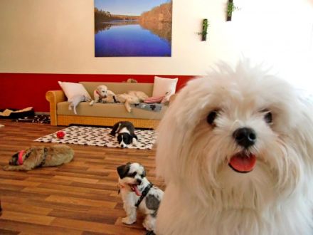 AMICANIS - Ihr Hund bei Freunden