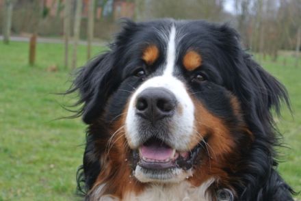 Carlson vom Böxfeld