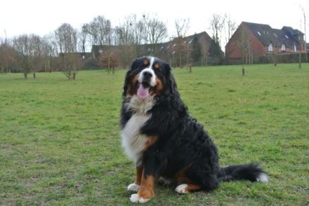 Carlson vom Böxfeld