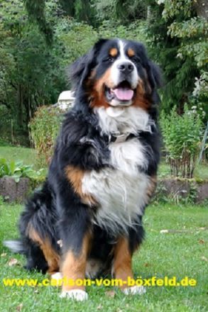 Carlson vom Böxfeld