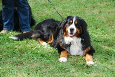 Carlson vom Böxfeld