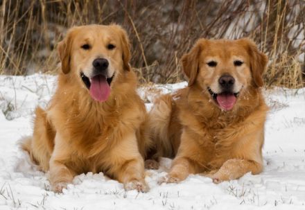 Back to the Roots Joker vom Nonnenbach