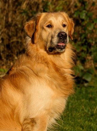 Back to the Roots Joker vom Nonnenbach