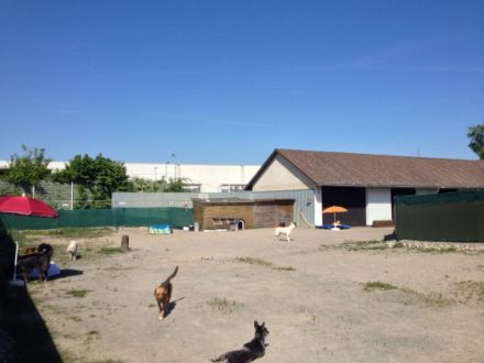 Hundetagesstätte (HuTa) Hannover -Laatzen, Hundepension