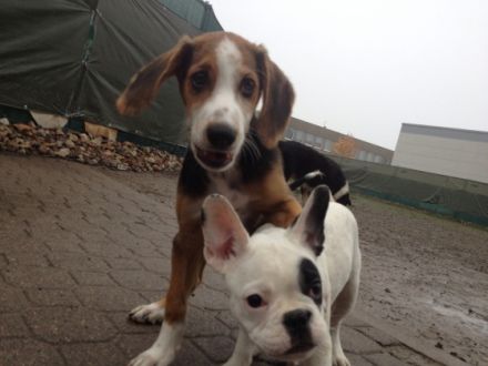 Hundetagesstätte (HuTa) Hannover -Laatzen, Hundepension