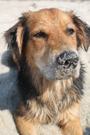 mobile Tierheilpraxis Hund Katze Pferd