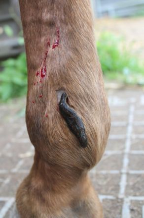 mobile Tierheilpraxis Hund Katze Pferd