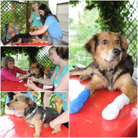 mobile Tierheilpraxis Hund Katze Pferd