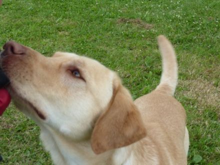 Butsch de la Duchesse