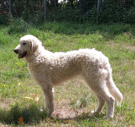 Osteopathie & Kinesiologie / Michaela Gemüth