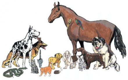 33129 Tierheilpraxis Sylvia Esch-Völkel