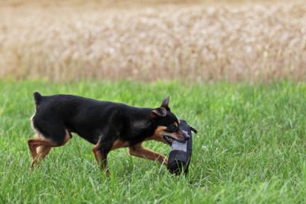 Hundeschule Podenco & Co. Nadja Kämper