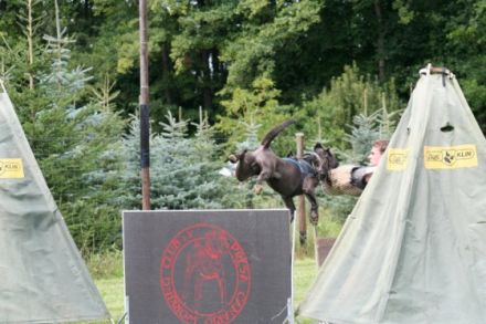 Presa Canario Working Club