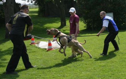 Presa Canario Working Club