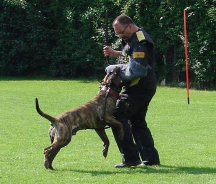 Presa Canario Working Club