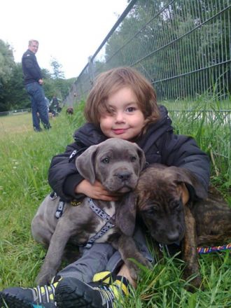 Presa Canario Working Club