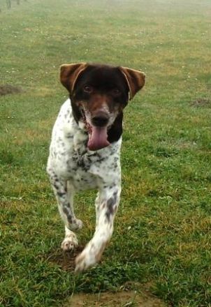 PH-Natural, natürlich mit Pferd und Hund