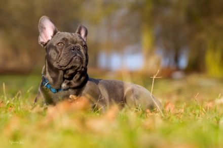 Blue Diamond of Royal Magic