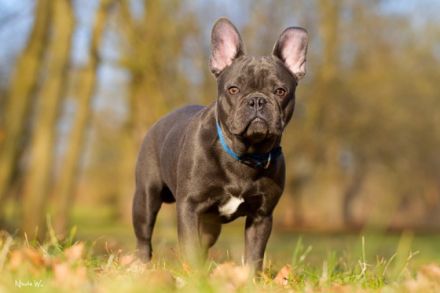 Blue Diamond of Royal Magic