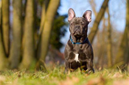 Blue Diamond of Royal Magic