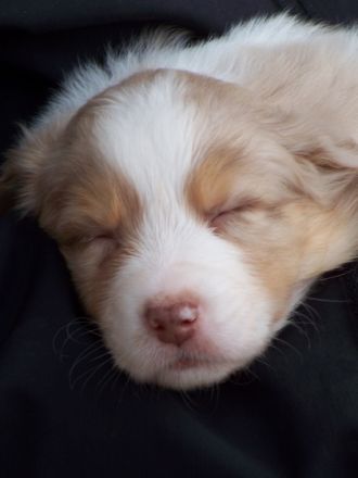 DC-Miracle´s Heartbreaker