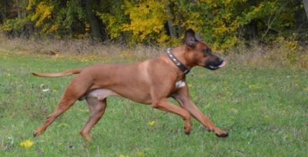 Fabayo Bahiri Kianga Bahari