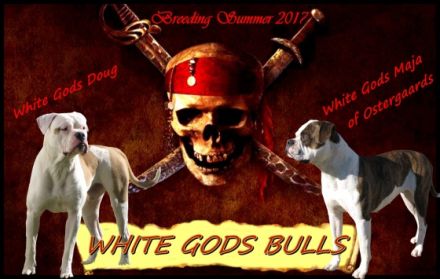 White Gods Bulls