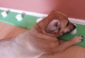 Suchhundeschule SaarPfalz